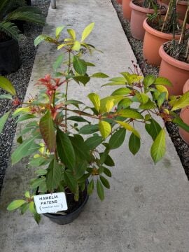 Hamelia patens – Sinek Kuşu Çalısı