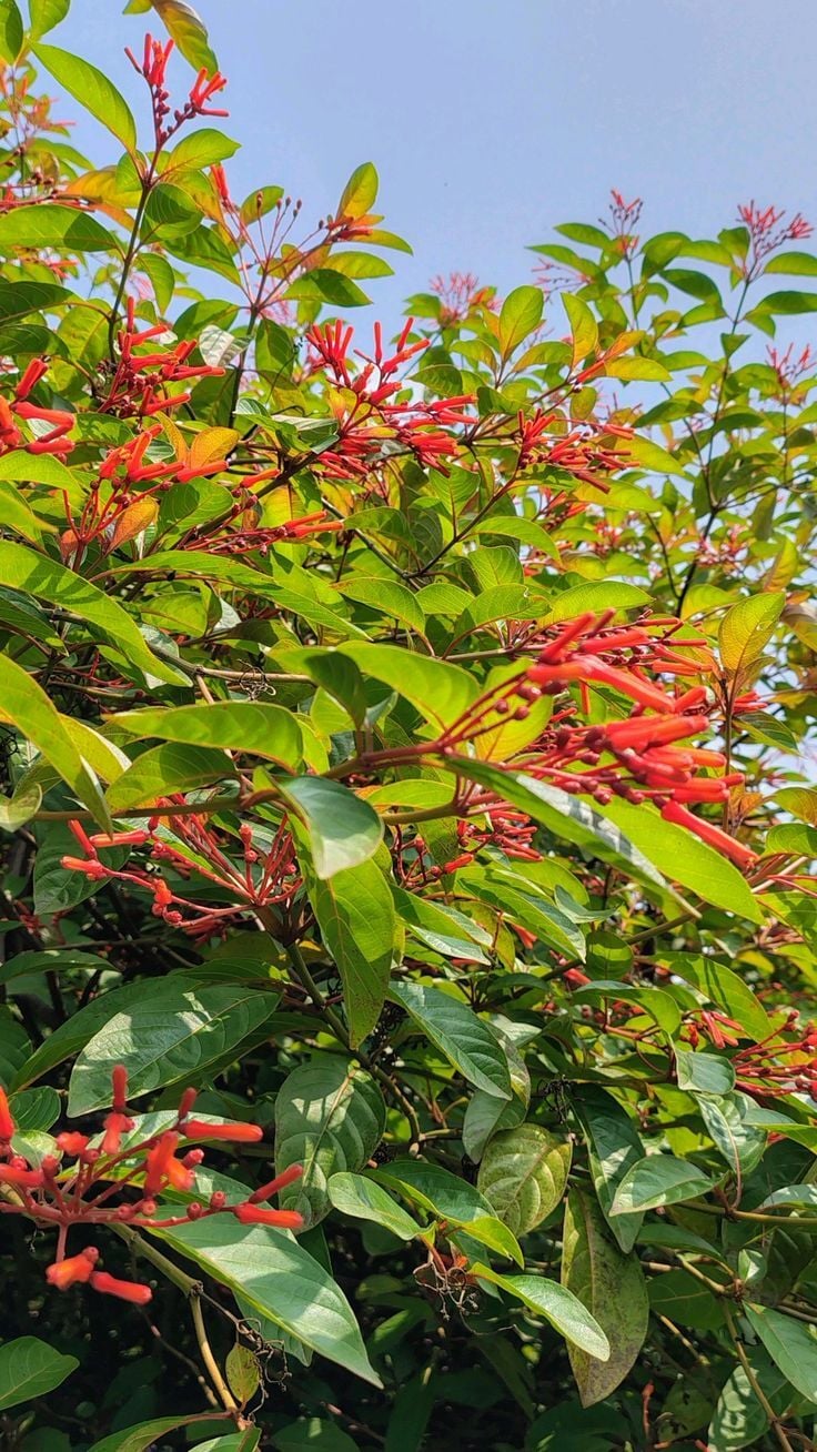 Hamelia patens – Sinek Kuşu Çalısı