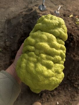 Dalından Taze Bergamot 1 kg