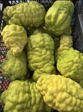 Dalından Taze Bergamot 1 kg