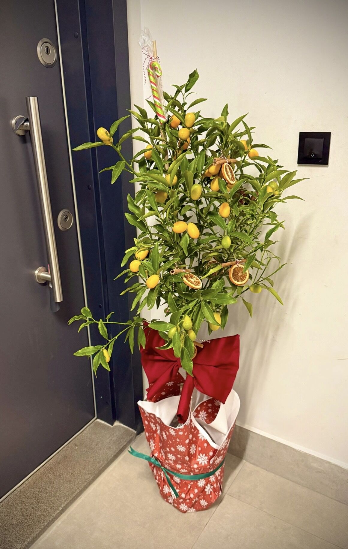 Saksılı 4 Yaş Kumkuat (Kamkat) Ağacı – Meyveli (Fidanlar süssüz gelecektir)