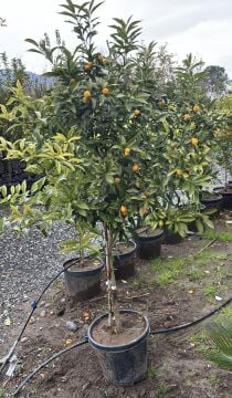 Saksılı 4 Yaş Kumkuat (Kamkat) Ağacı – Meyveli (Fidanlar süssüz gelecektir)