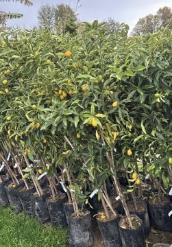 Torbalı 2 Yaş Kumkuat (Kamkat) Fidanı (Fidanlar süssüz gelecektir)