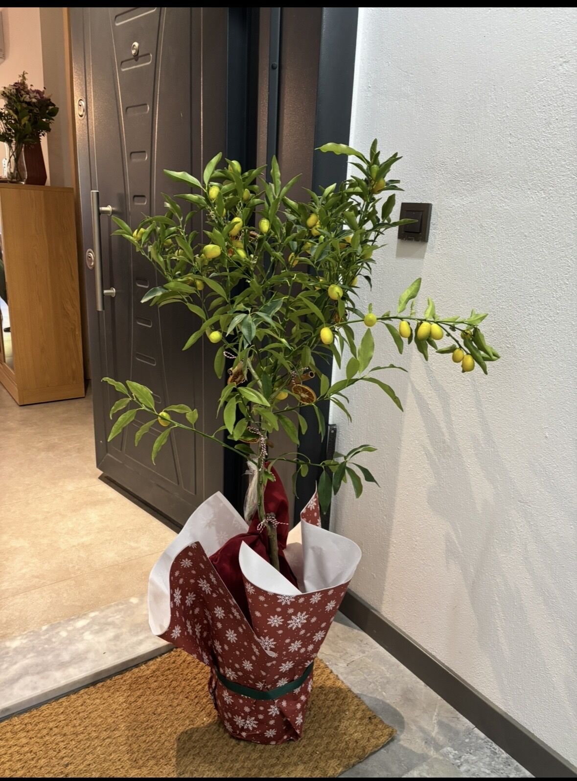 Torbalı 2 Yaş Kumkuat (Kamkat) Fidanı (Fidanlar süssüz gelecektir)