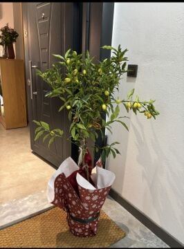 Torbalı 2 Yaş Kumkuat (Kamkat) Fidanı (Fidanlar süssüz gelecektir)