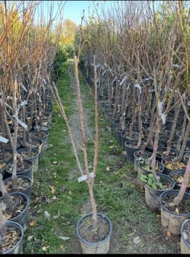 Pricia Kayısı Fidanı – Erken Hasat, Yüksek Verimli (4-5 yaş saksılı)