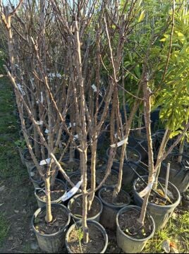 Pricia Kayısı Fidanı – Erken Hasat, Yüksek Verimli (4-5 yaş saksılı)