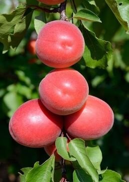 Pricia Kayısı Fidanı – Erken Hasat, Yüksek Verimli (4 yaş)