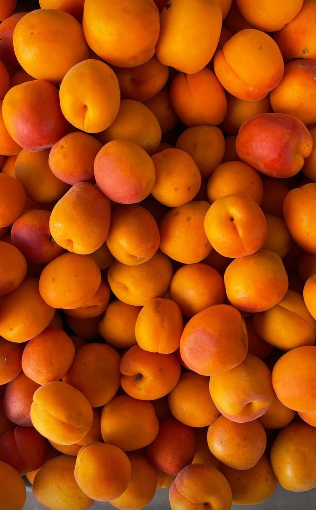 Şekerpare Kayısı Fidanı (Tatlı, Sulu, Yerli Çeşit4–5 yaş saksılı)