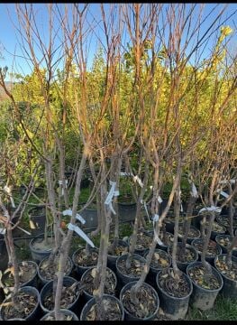 Şekerpare Kayısı Fidanı (Tatlı, Sulu, Yerli Çeşit4–5 yaş saksılı)