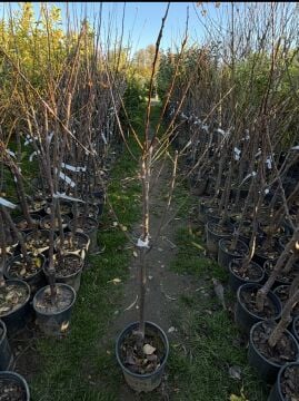 Şekerpare Kayısı Fidanı (Tatlı, Sulu, Yerli Çeşit4–5 yaş saksılı)