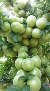 Papaz Erik Fidanı (4-5 Yaş)  Saksılı