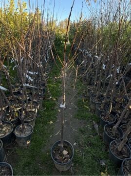 Papaz Erik Fidanı (4-5 Yaş)  Saksılı