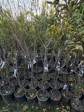 Papaz Erik Fidanı (4-5 Yaş)  Saksılı