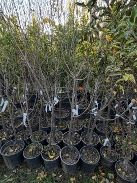 Papaz Erik Fidanı (4-5 Yaş)  Saksılı