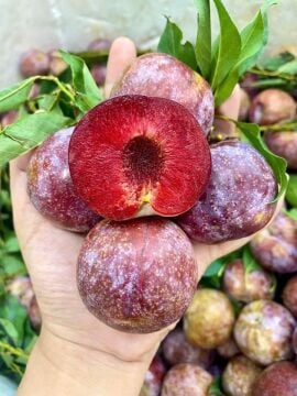 Black Diamond Erik Fidanı Aşılı (4-5 yaş saksılı)