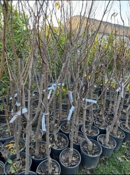 Black Diamond Erik Fidanı Aşılı (4-5 yaş saksılı)