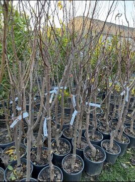 Black Diamond Erik Fidanı Aşılı (4-5 yaş saksılı)