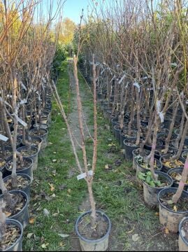 Black Diamond Erik Fidanı Aşılı (4-5 yaş saksılı)