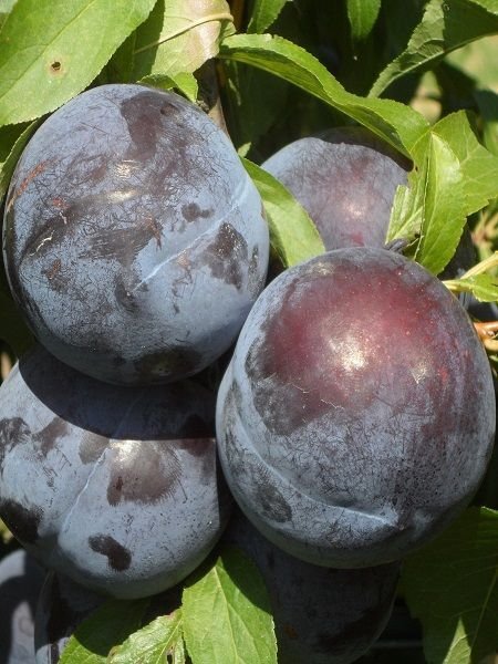 Anjelika Erik Fidanı -Aşılı (4-5 yaş saksılı)