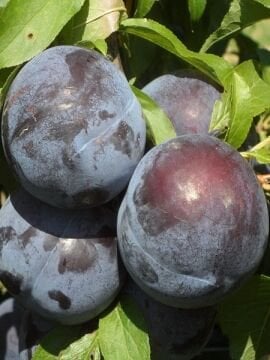 Anjelika Erik Fidanı -Aşılı (4-5 yaş saksılı)