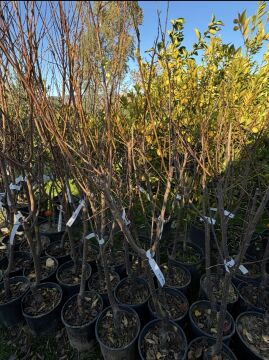 Anjelika Erik Fidanı -Aşılı (4-5 yaş saksılı)