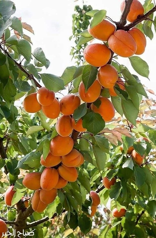 Perfect Kayısı Fidanı - Aşılı (4-5 yaş saksılı)