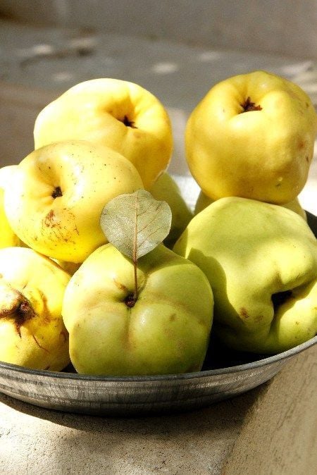 Ege 22 Ayva Fidanı - Aşılı (4-5 Yaş Saksılı)