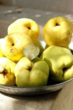 Ege 22 Ayva Fidanı - Aşılı (4-5 Yaş Saksılı)