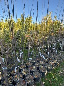 Ege 22 Ayva Fidanı - Aşılı (4-5 Yaş Saksılı)