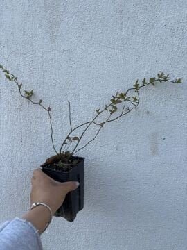 Blueberry (Yaban Mersini) Fidanı – Kare Mini Saksı