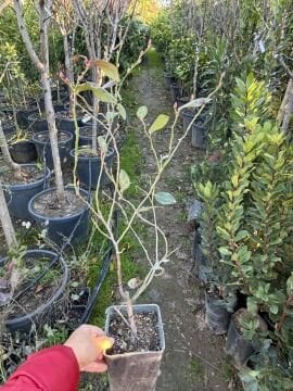 Blueberry (Yaban Mersini) Fidanı – Kare Mini Saksı