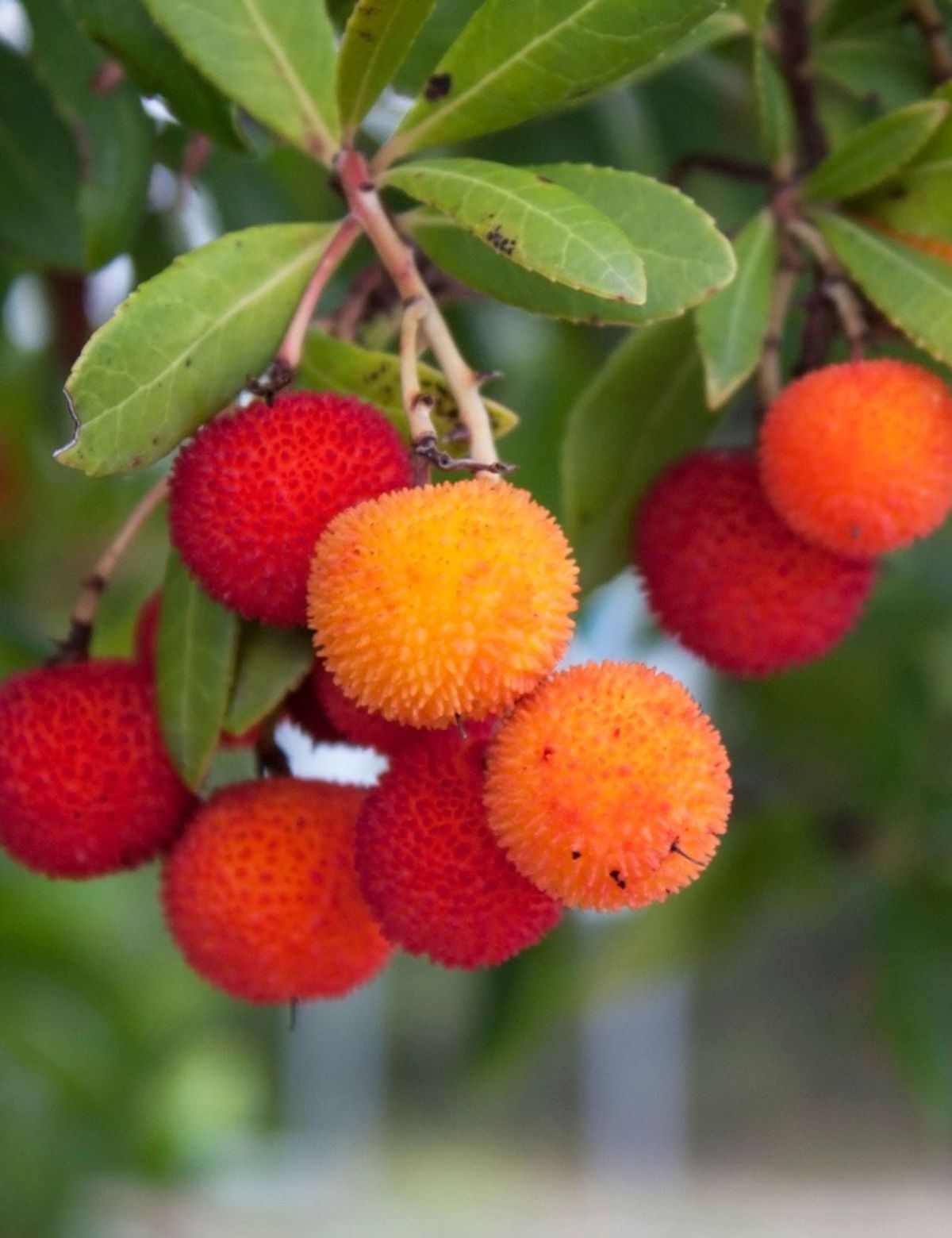 Arbutus Dağ Çileği (Kocayemiş) Fidanı – Tüplü