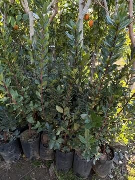 Arbutus Dağ Çileği (Kocayemiş) Fidanı – Tüplü