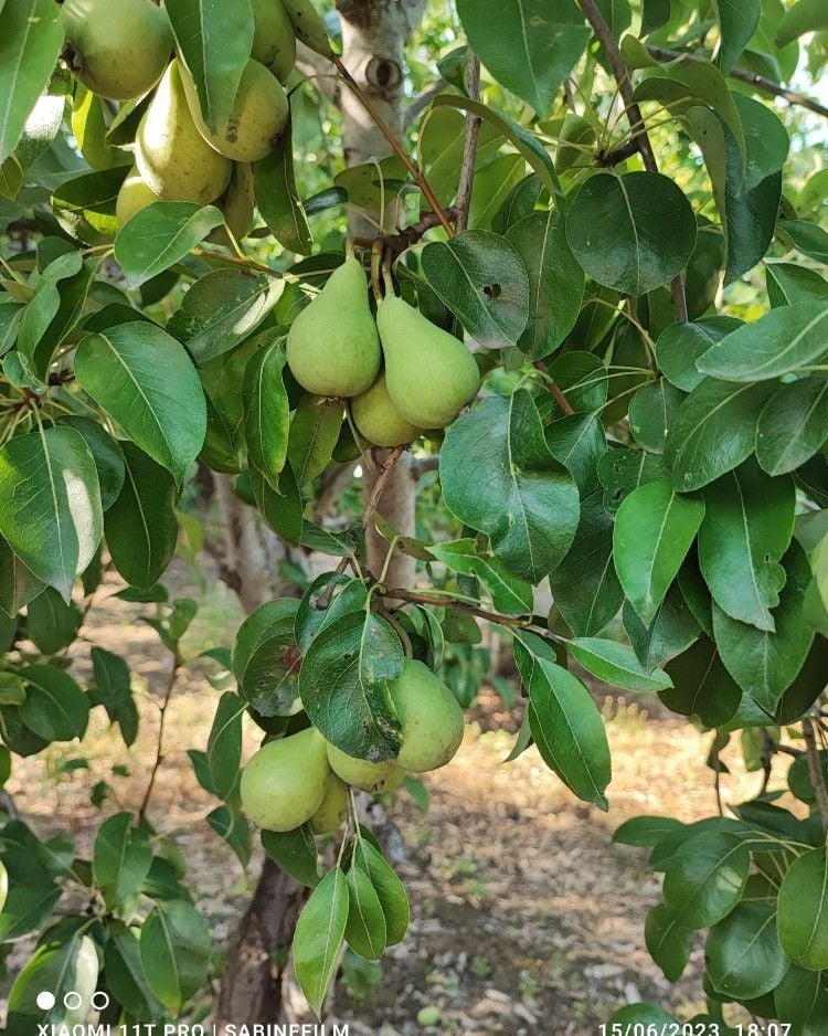 Akça Armut Fidanı Aşılı (4-5 Yaş Saksılı)