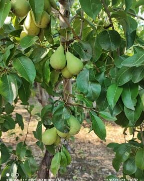 Akça Armut Fidanı Aşılı (4-5 Yaş Saksılı)