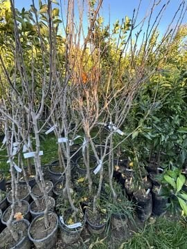 Akça Armut Fidanı Aşılı (4-5 Yaş Saksılı)