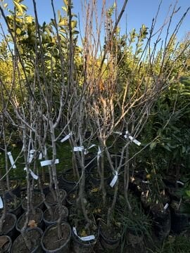 Santa Maria Armut Fidanı Aşılı (4-5 Yaş Saksılı)