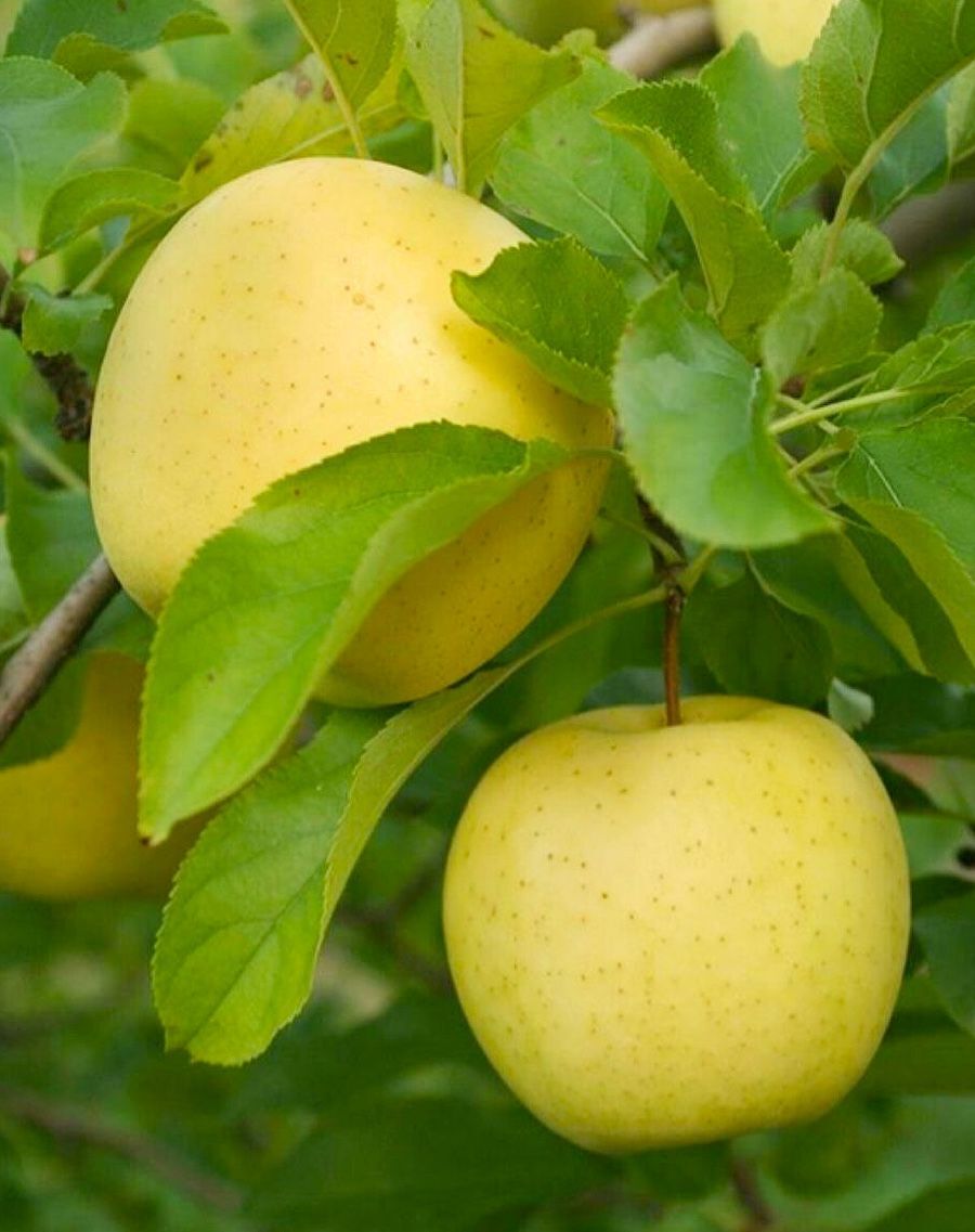 Golden Elma Fidanı Aşılı (4-5 Yaş Saksılı)