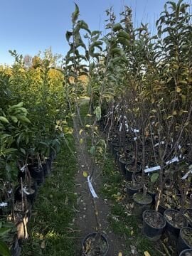 Golden Elma Fidanı Aşılı (4-5 Yaş Saksılı)