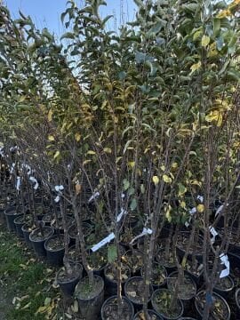 Golden Elma Fidanı Aşılı (4-5 Yaş Saksılı)