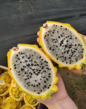 Sarı Ejder Meyvesi Fidanı (Pitaya) – Saksılı