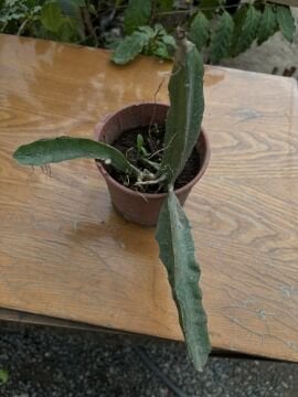 Sarı Ejder Meyvesi Fidanı (Pitaya) – Saksılı