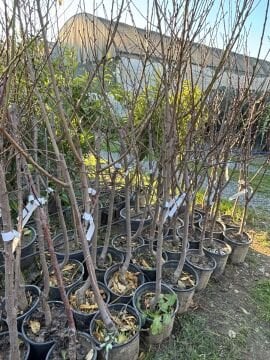 Morsiana Nektarin Fidanı Aşılı (4-5 Yaş Saksılı)