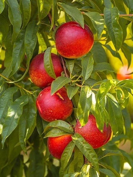 Sweet Lady Nektarin Fidanı Aşılı (4-5 Yaş Saksılı)