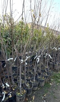 Sweet Lady Nektarin Fidanı Aşılı (4-5 Yaş Saksılı)