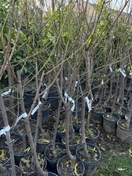 Transvalia (Valia) Şeftali Fidanı Aşılı (4-5 Yaş Saksılı)