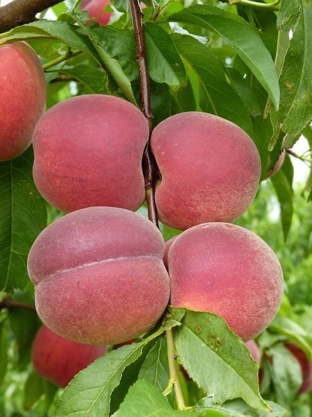 Transvalia (Valia) Şeftali Fidanı Aşılı (4-5 Yaş Saksılı)