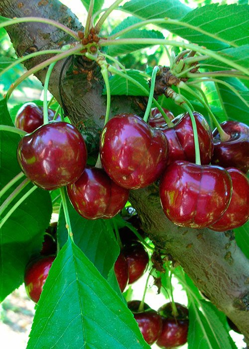 Royal Helen Kiraz Fidanı Aşılı (4-5 Yaş Saksılı)