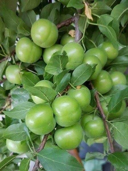 Can Erik Fidanı Aşılı (4-5 Yaş Saksılı)